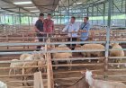 Kakanwil Ditjenpas Jateng Tinjau Potensi Pembinaan di Peternakan Domba Wonosobo