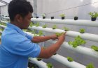 Program Hidroponik Rutan Wonosobo, Solusi Cerdas Atasi Minimnya Lahan