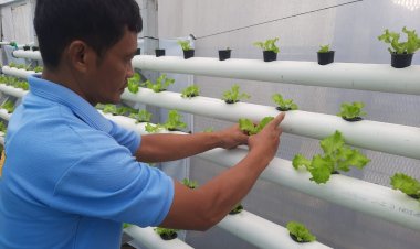 Program Hidroponik Rutan Wonosobo, Solusi Cerdas Atasi Minimnya Lahan